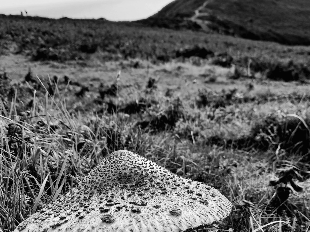 Rame Head Peninsula – October&nbsp;2021